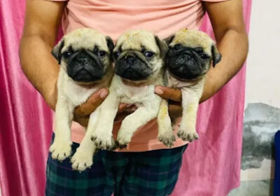 pug-puppies