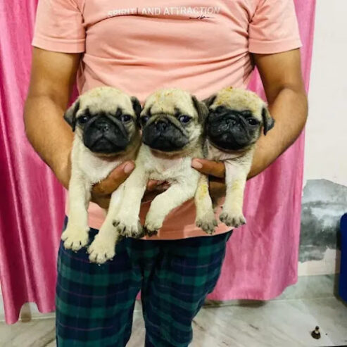 Pug Puppies for Sale in Delhi | Poodle Puppies | Maltese Puppies